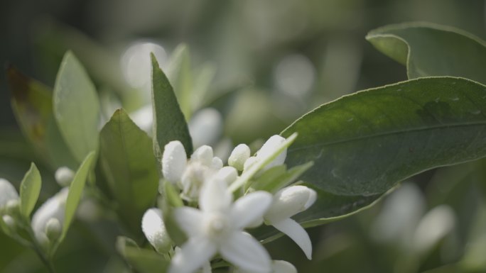 橙子花