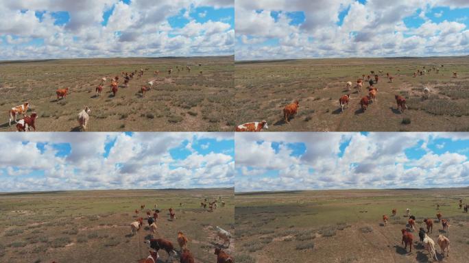 【4k】航拍草原上奔跑的牛群近景