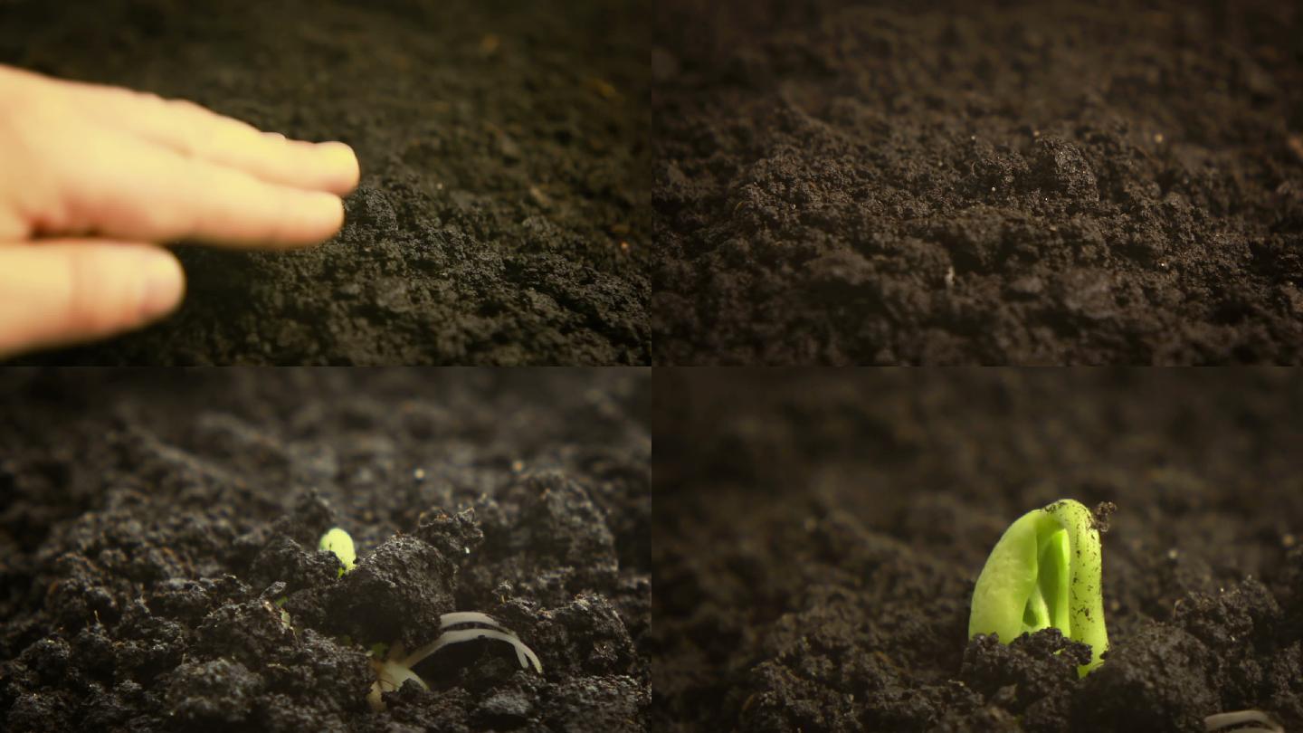 豆子发芽种植与时效