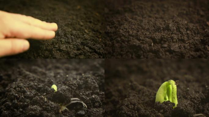 豆子发芽种植与时效