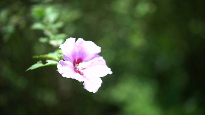 各种各样的花的特写