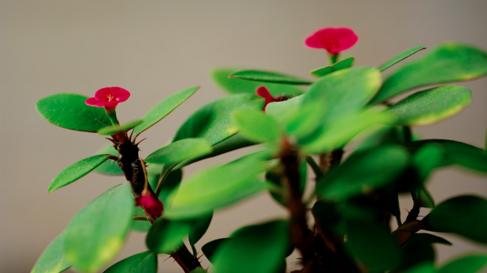 4K盆栽观赏花铁海棠唯美空镜