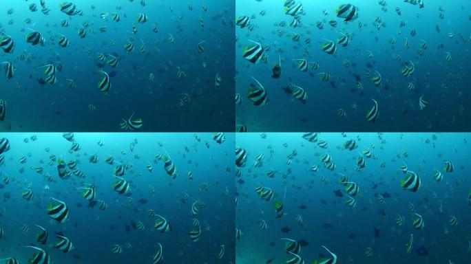 在深海里遨游的鱼群