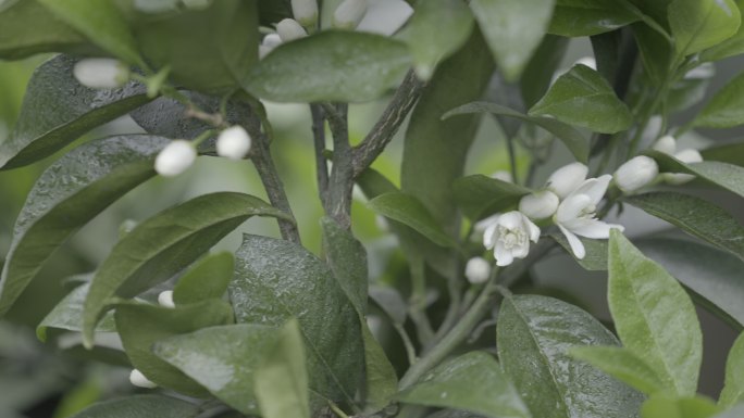 橙子花