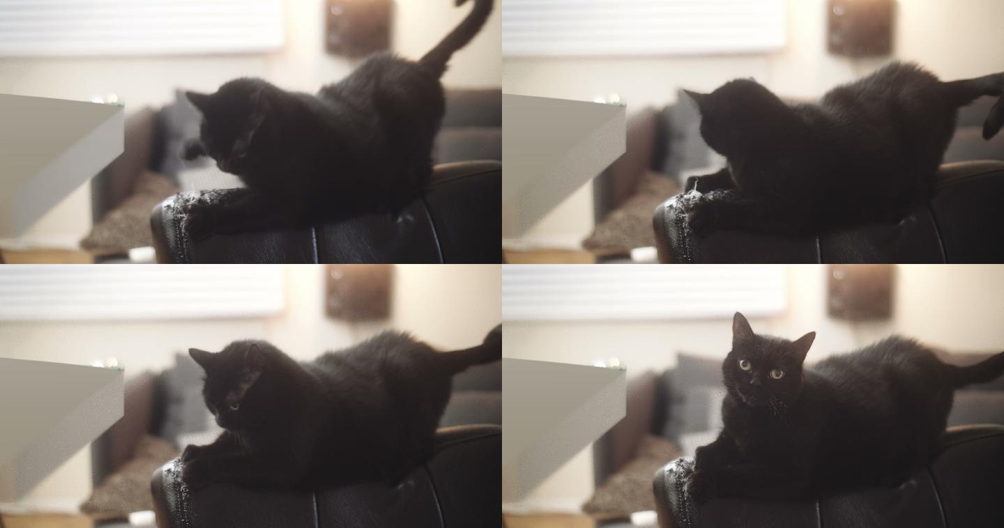 一只黑家猫正在毁坏一把新皮椅。