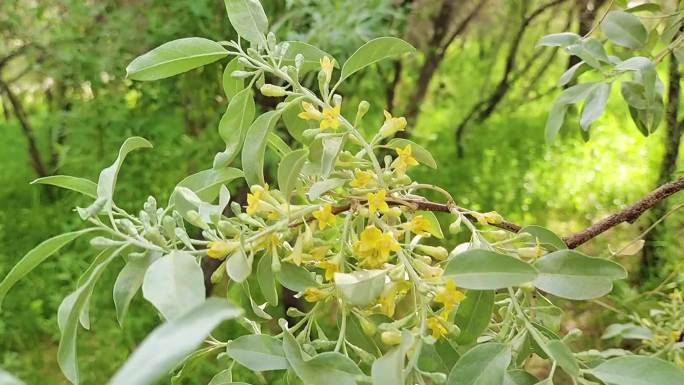 沙枣树、沙枣花特写素材