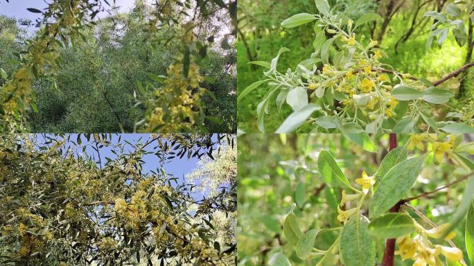 沙枣树、沙枣花特写素材