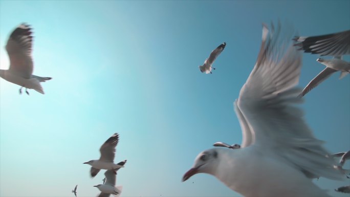 一群海鸥在蓝天上飞翔