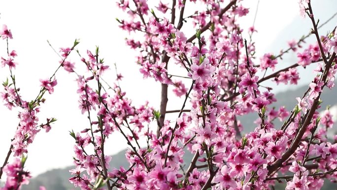 春天桃花油菜花盛开蜜蜂采花