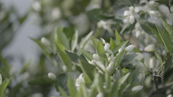 橙子花