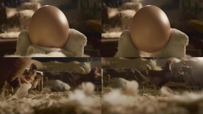 母鸡下蛋3