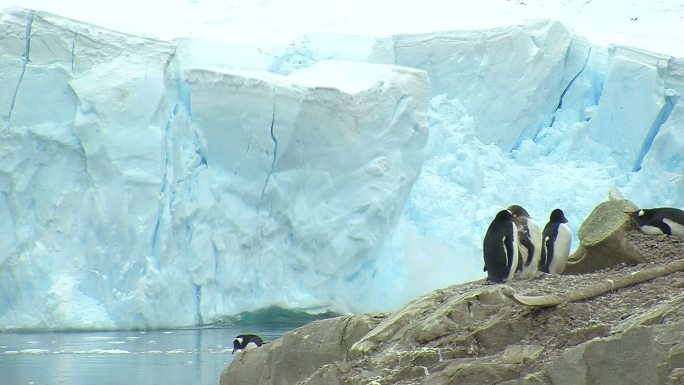 前景是企鹅冰川融化雪崩极地自然灾害小动物