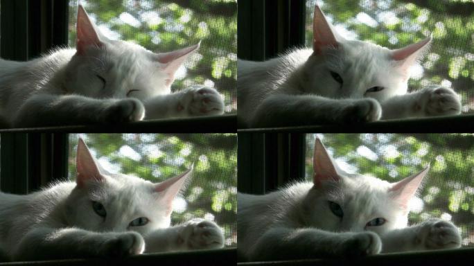 猫在窗口小睡