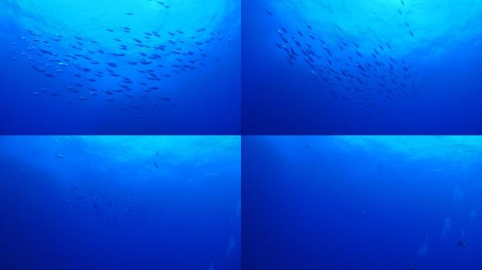 墨西哥海面下的鱼群