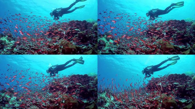 潜水海底世界鱼群深海