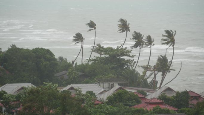 强烈的极端气旋风摇曳着棕榈树