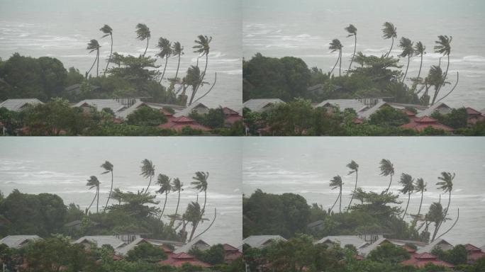 强烈的极端气旋风摇曳着棕榈树