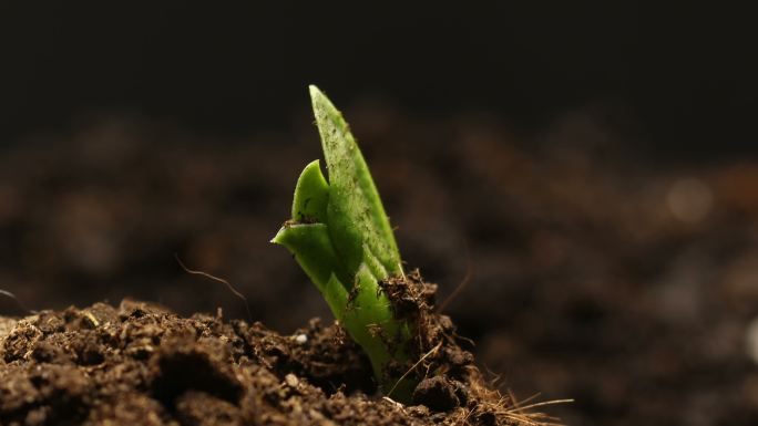 豌豆种子破土而出生命力土地土壤茁壮成长延