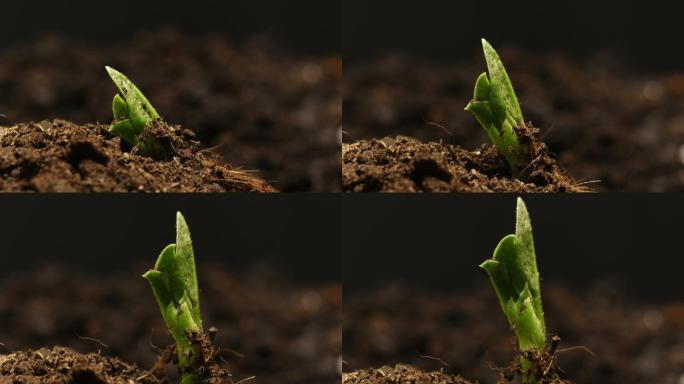 豌豆种子破土而出生命力土地土壤茁壮成长延