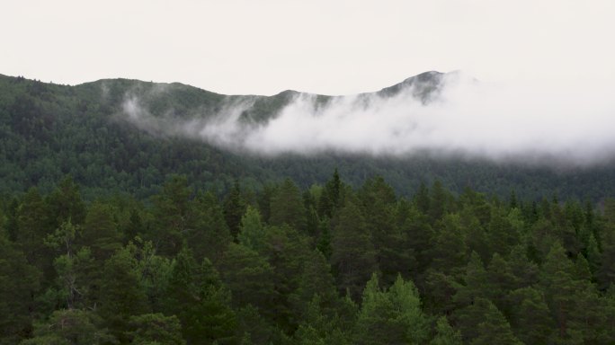 挪威西海岸的自然和森林