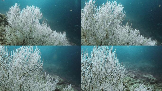 水下海景珊瑚