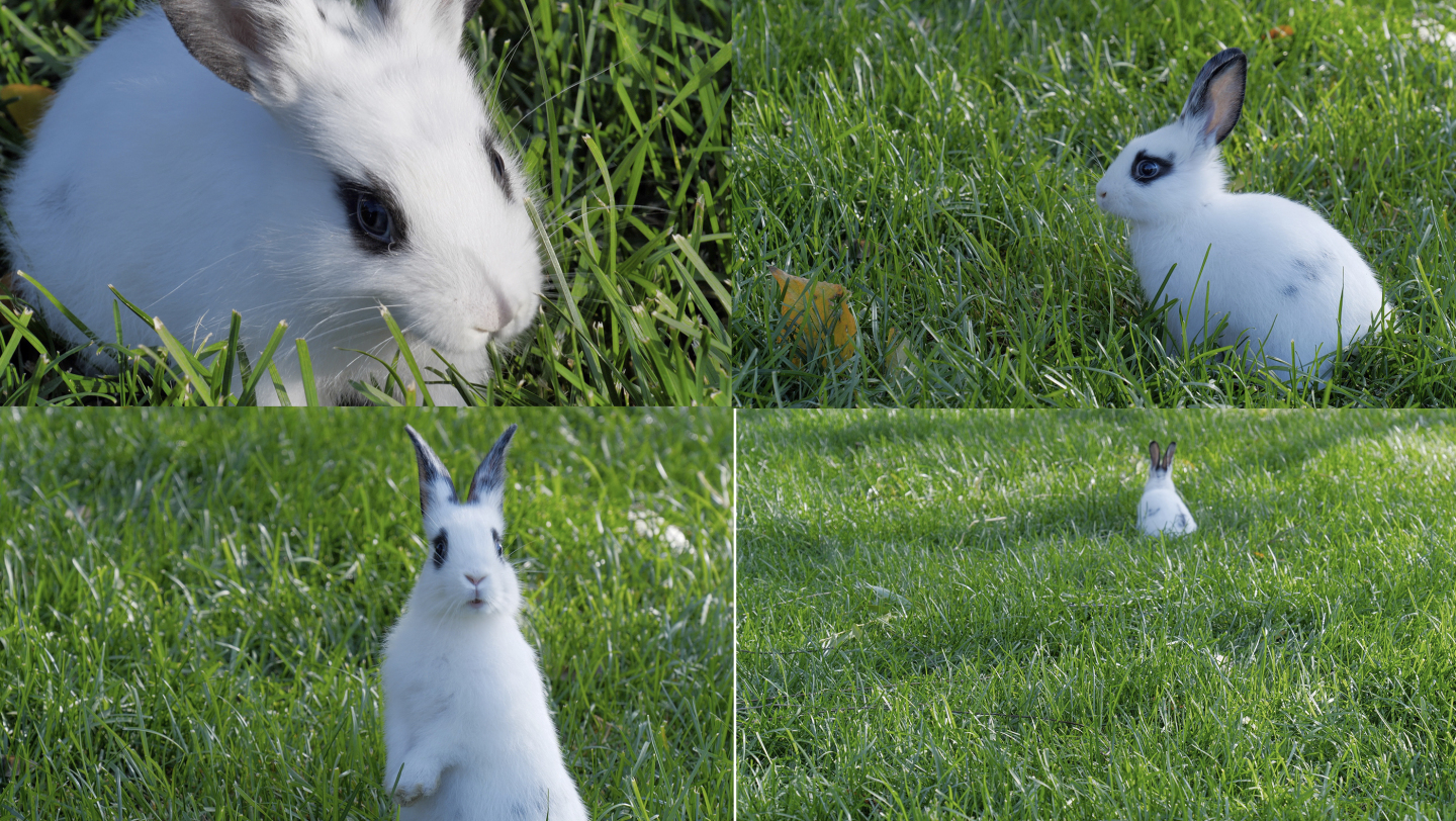 4K-小白兔
