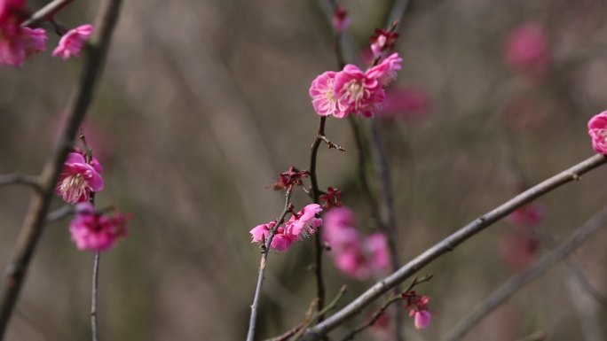 梅花实景拍摄