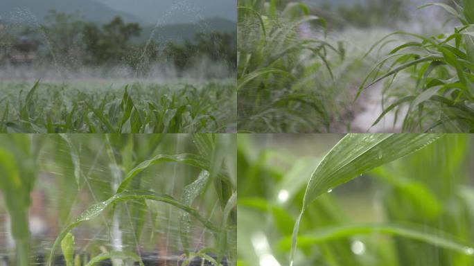 玉米地灌溉