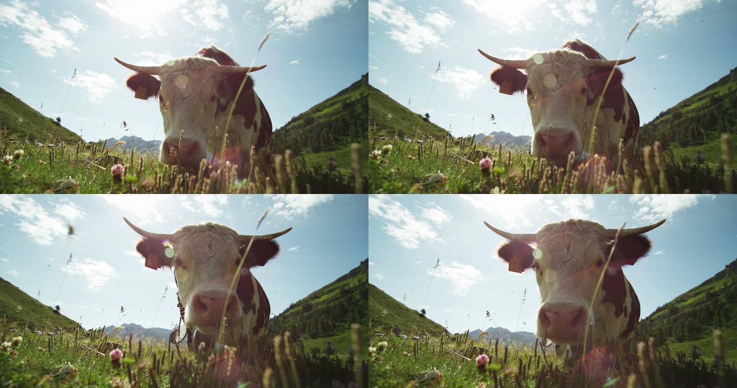 牧场里的牛广告宣传片视频素材特写近景近镜