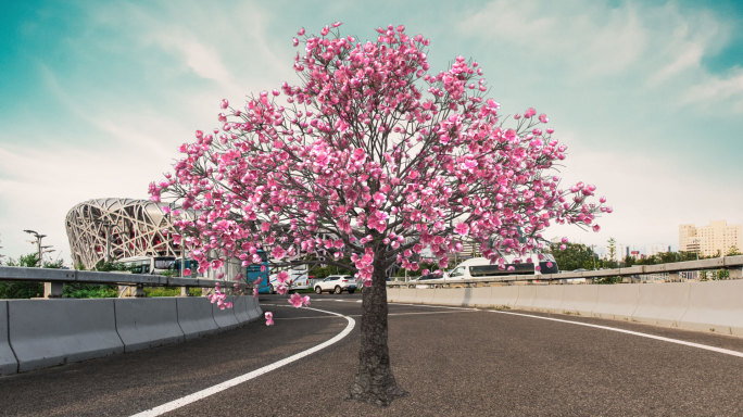 桃花树生长-带透明通道