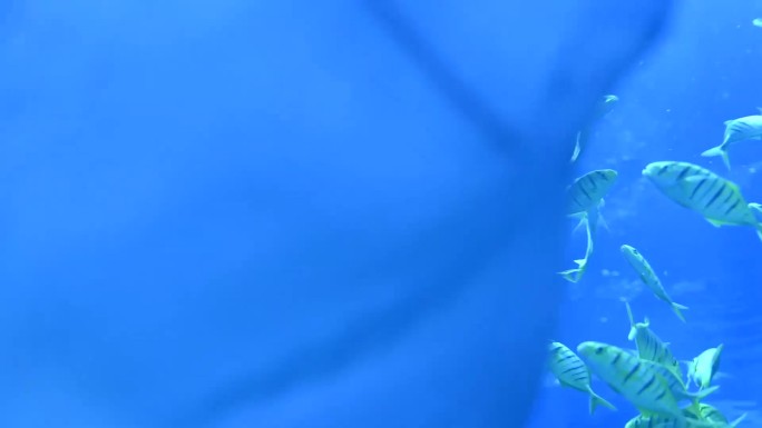 高清120帧1080p蓝色海底世界鱼群