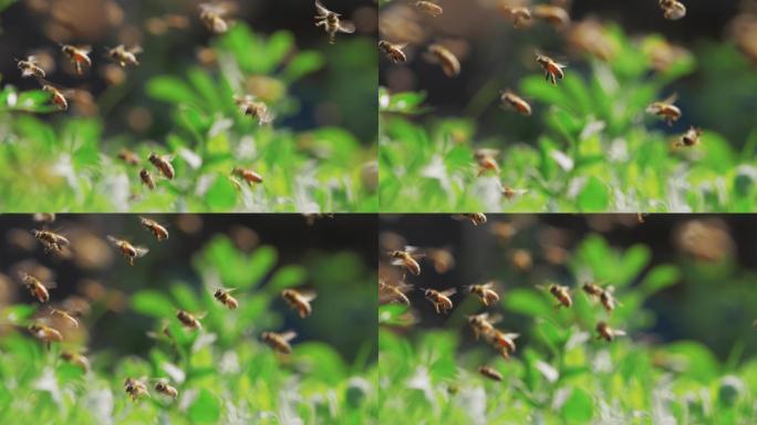 蜜蜂自然野生动物白天