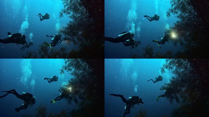 在海洋中潜水海洋生物水下景观生态系统