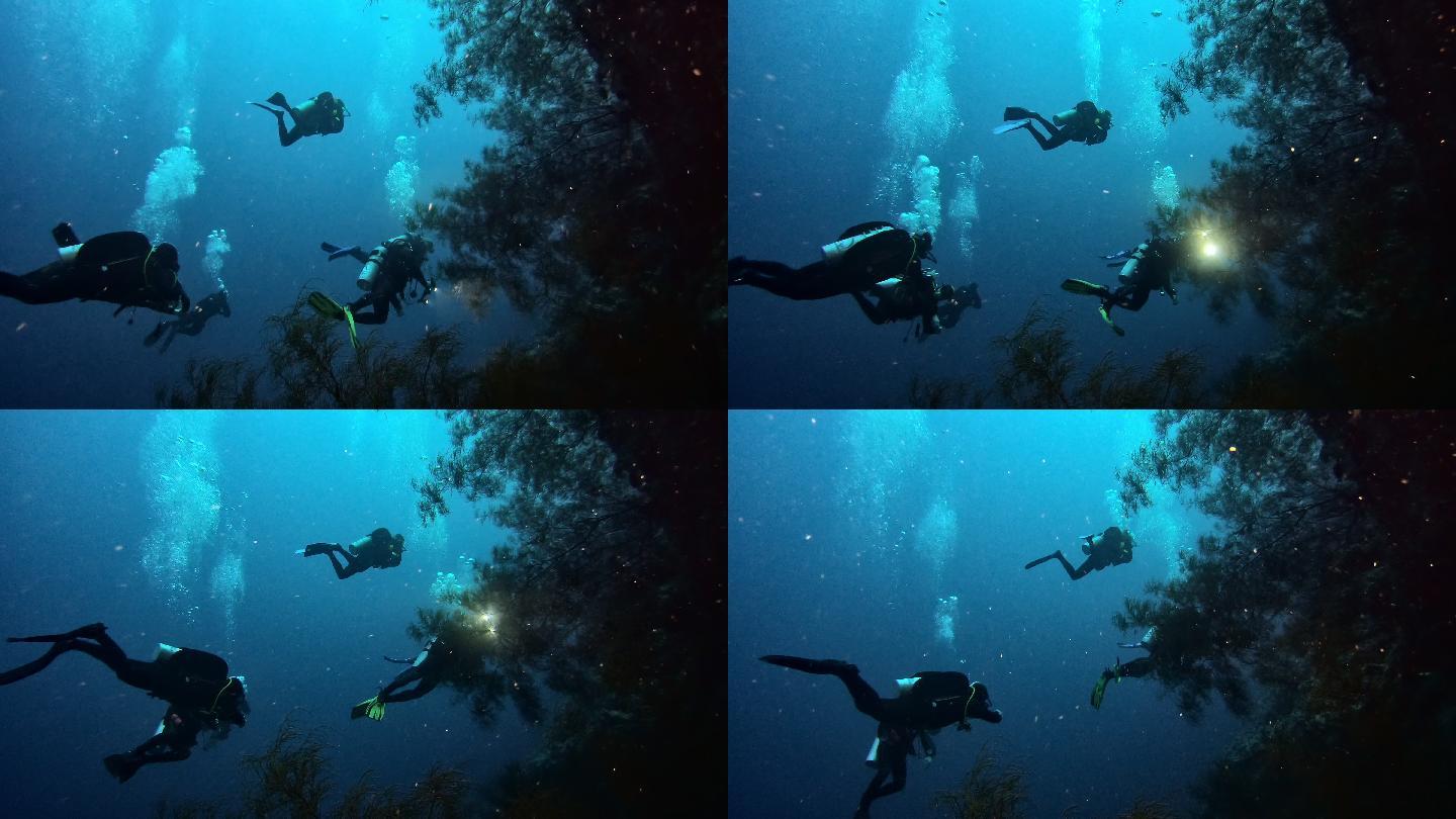 在海洋中潜水海洋生物水下景观生态系统