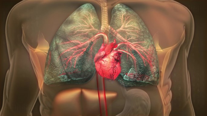 抽烟会让大量烟毒通过血氧交换堆积在肾脏