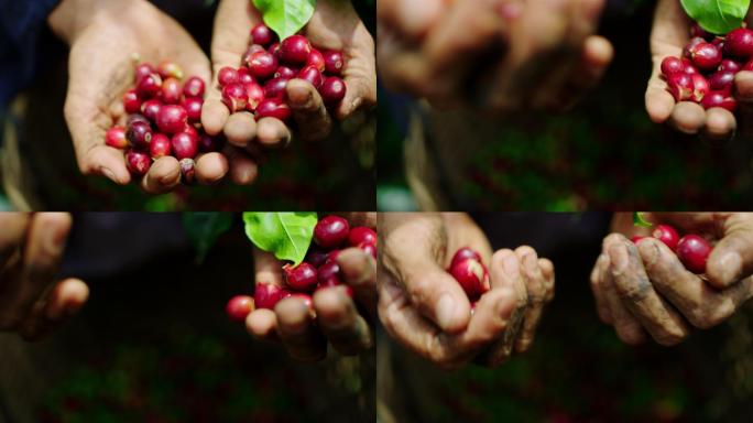 农民手里拿着摘下的咖啡樱桃
