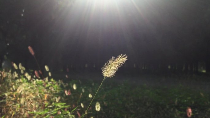 狗尾巴草风景阳光空镜树林