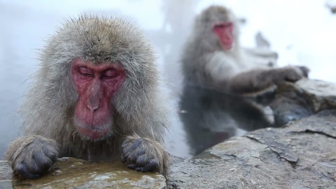 两只日本雪猴（日本猕猴）泡在温泉里