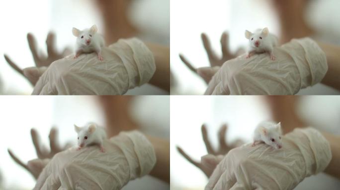 实验室里的白鼠