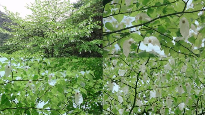 【4k】珙桐鸽子花升格航拍素材