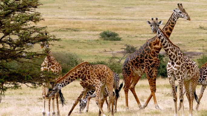 长颈鹿动物园4K大自然生态环境保护