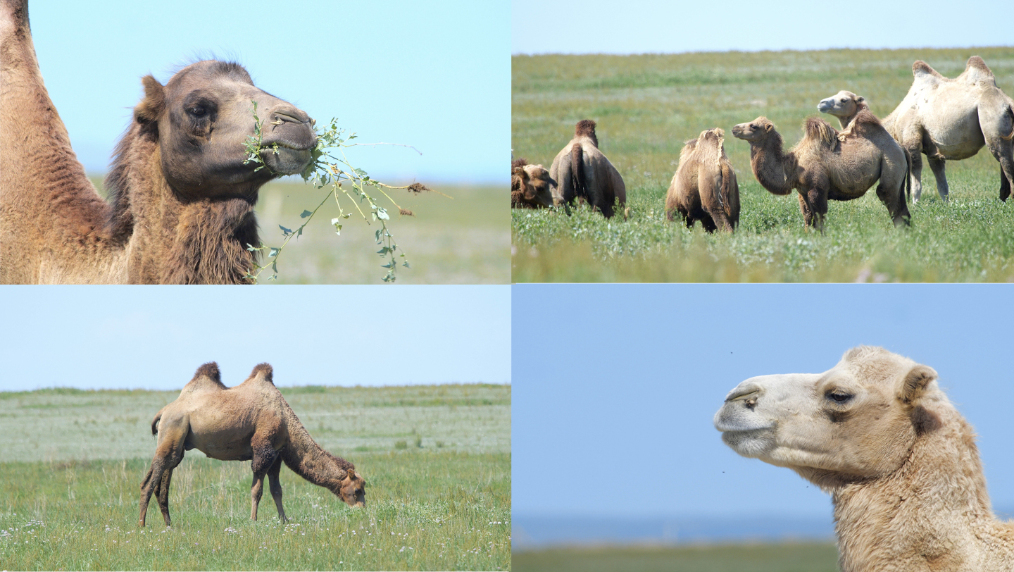 4K-内蒙草原骆驼