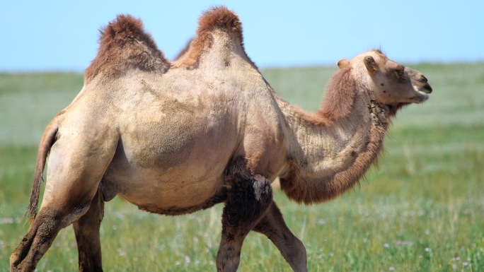 4K-内蒙草原骆驼