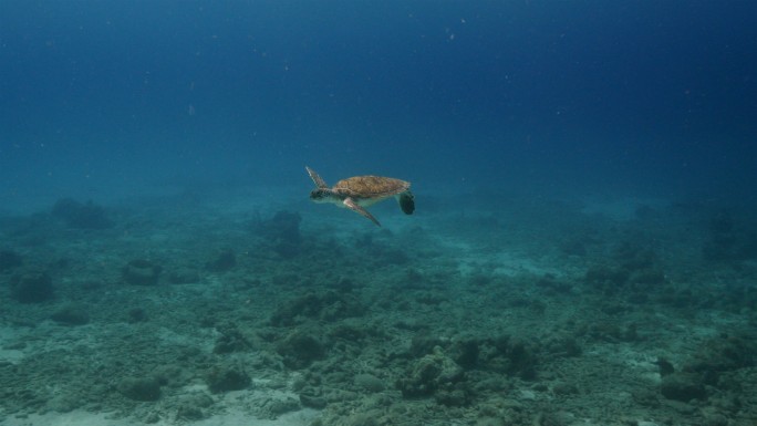 水中的海龟海中乌龟遨游畅游