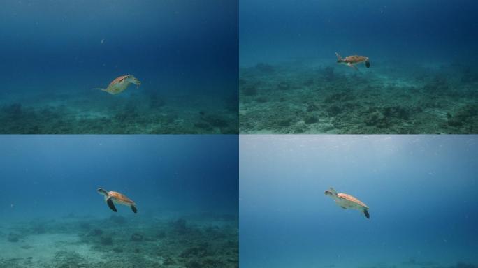水中的海龟海中乌龟遨游畅游