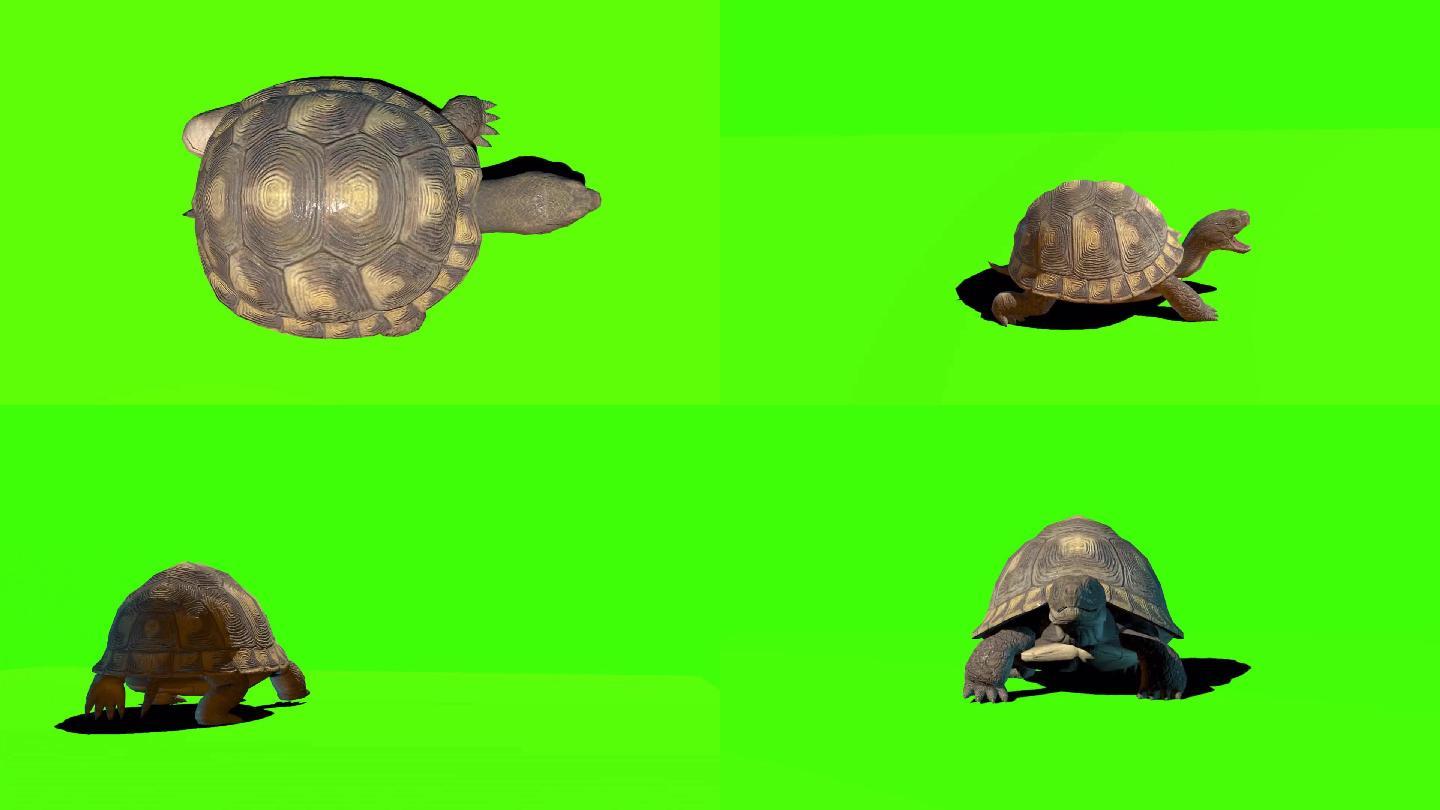 乌龟海龟绿屏