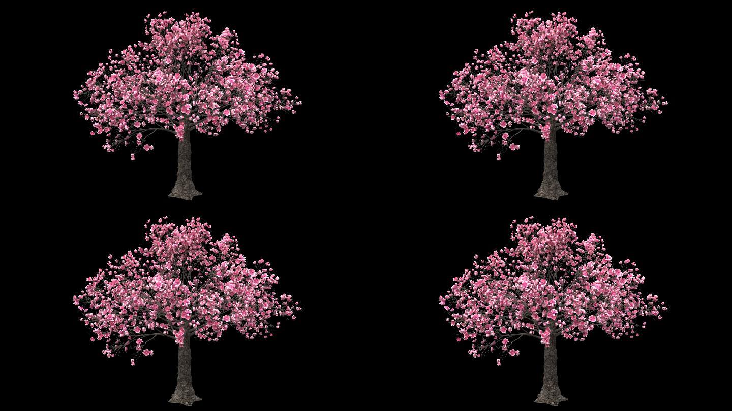 桃花树生长-C4D工程