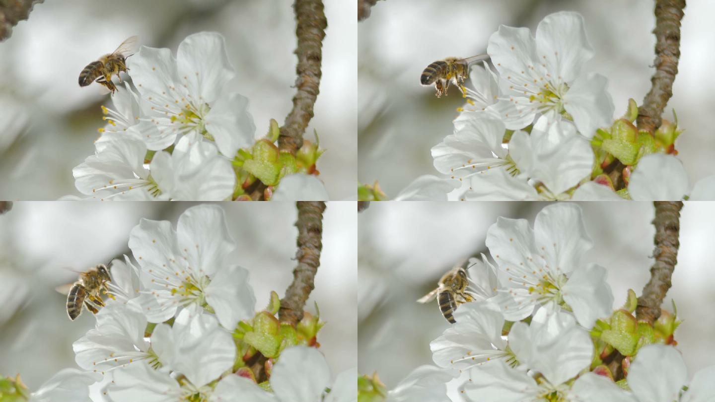 蜜蜂在阳光下降落在樱花树上