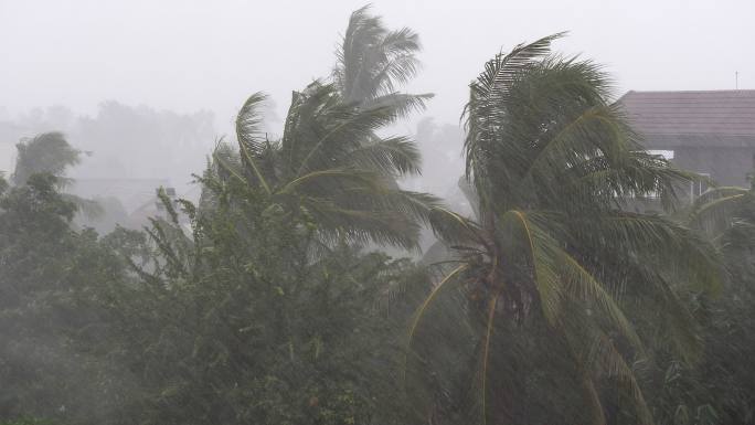 热带风暴吹袭椰子树