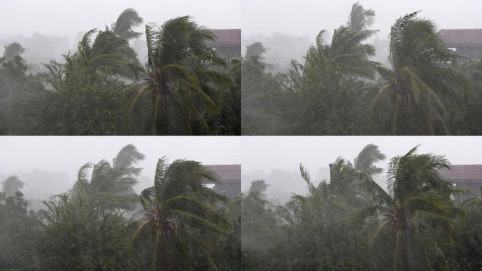 热带风暴吹袭椰子树